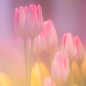 Meet your Posher, April